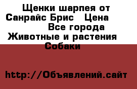 Щенки шарпея от Санрайс Брис › Цена ­ 30 000 - Все города Животные и растения » Собаки   